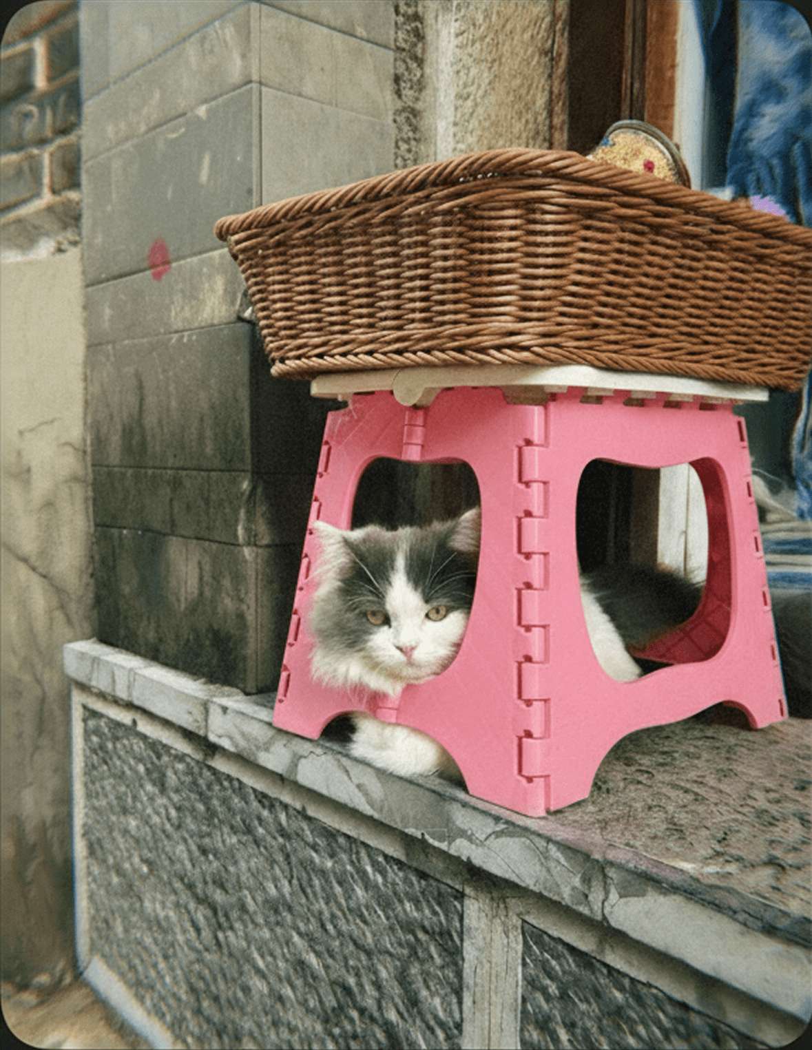 Lijiang kitty